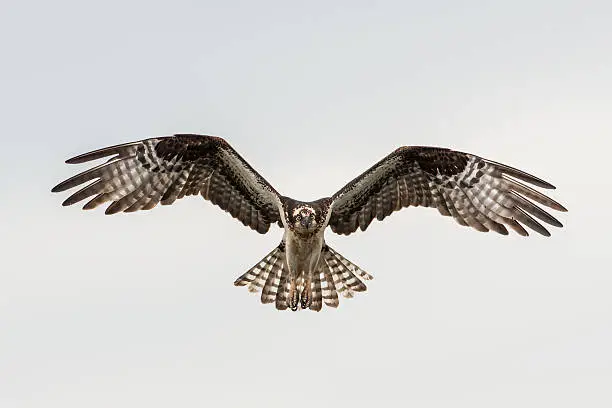A majestic osprey flying toward the camera against a gray sky