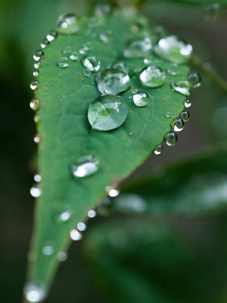 gotículas de água folhas - brand named water imagens e fotografias de stock