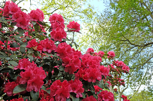 Bright Pink evergreen Rhododendron Wilgen's Surprise in flower