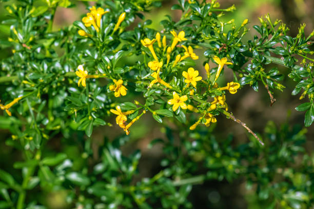 istock Jasminum fruticans, Wild Jasmine. Wild plant shot in spring. 1789726499