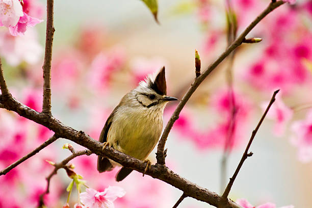 istock Taiwan Yuhina with pink flowers 178972720