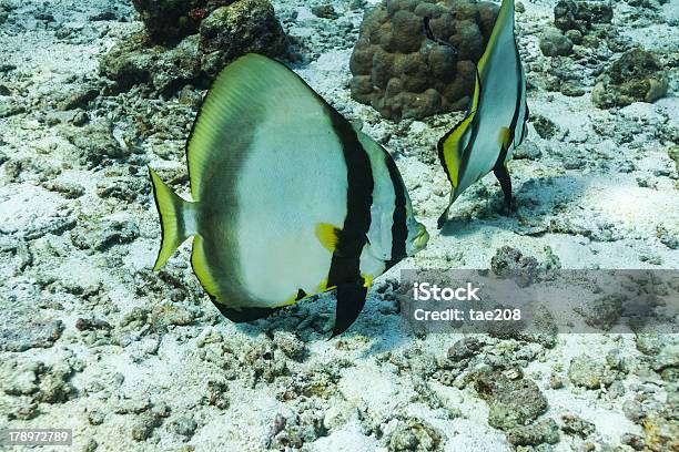 Teira Platax Al Parco Nazionale Similan - Fotografie stock e altre immagini di Animale - Animale, Animale selvatico, Barriera corallina