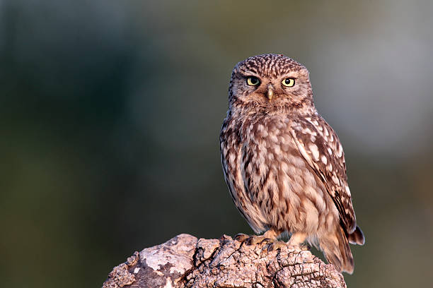 civetta comune, athene noctua - minerva foto e immagini stock