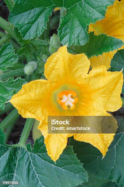 Zucchino Giallo Floreale Con Un Fiore Di Recente Apertura - Fotografie stock e altre immagini di Ambientazione esterna