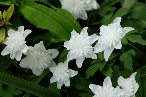 White double wood anemone  Vestal in flower