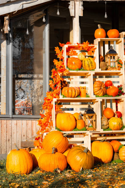 istock pumpkins of various varieties lie on a rack. 1789731906