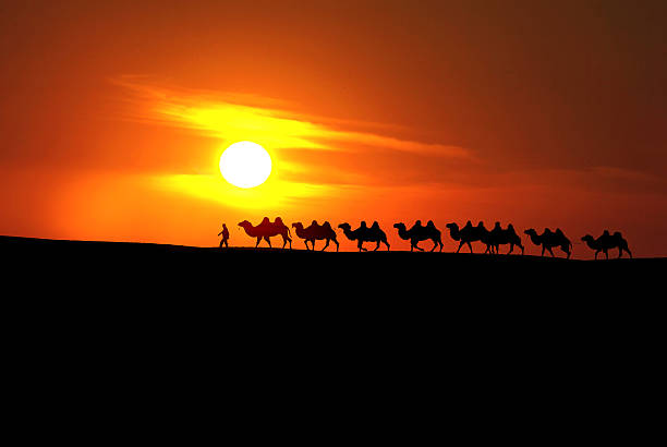 istock camel caravan with sunset in Xinjiang, China 178973318