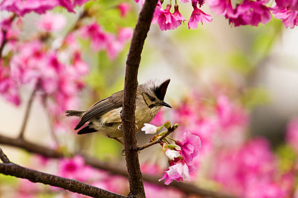istock Taiwan Yuhina with pink flowers 178973412