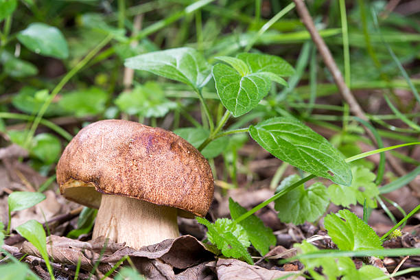 istock close up Porcini mushroom in the forest 178973621