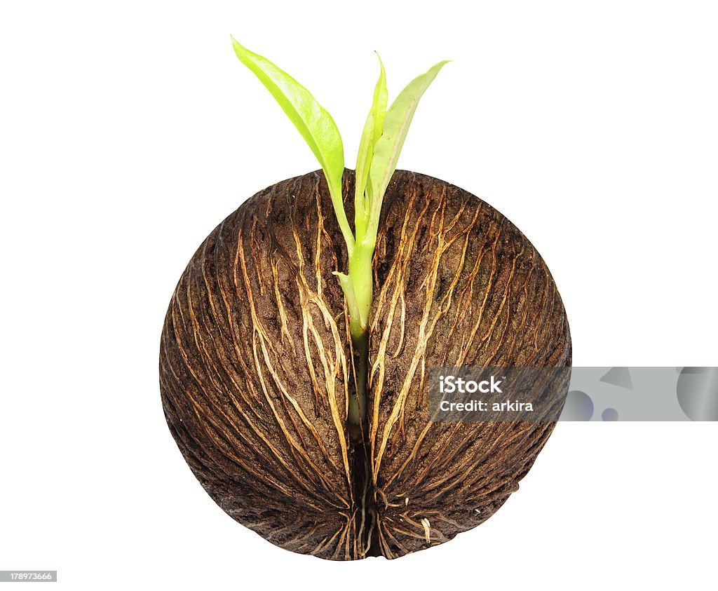 The young Cerbera odollam Young othalanga sprout seed focus near on white floor. Brown Stock Photo