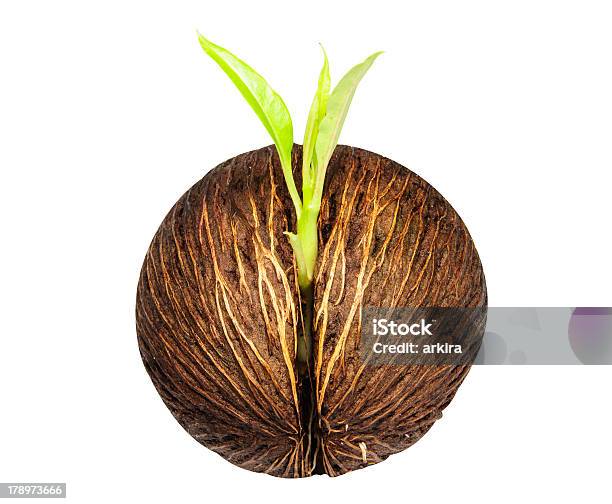 The Young Cerbera Odollam Stock Photo - Download Image Now - Brown, Horizontal, Leaf