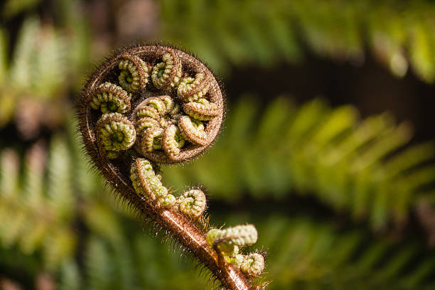 istock close up of fern frond 178973712