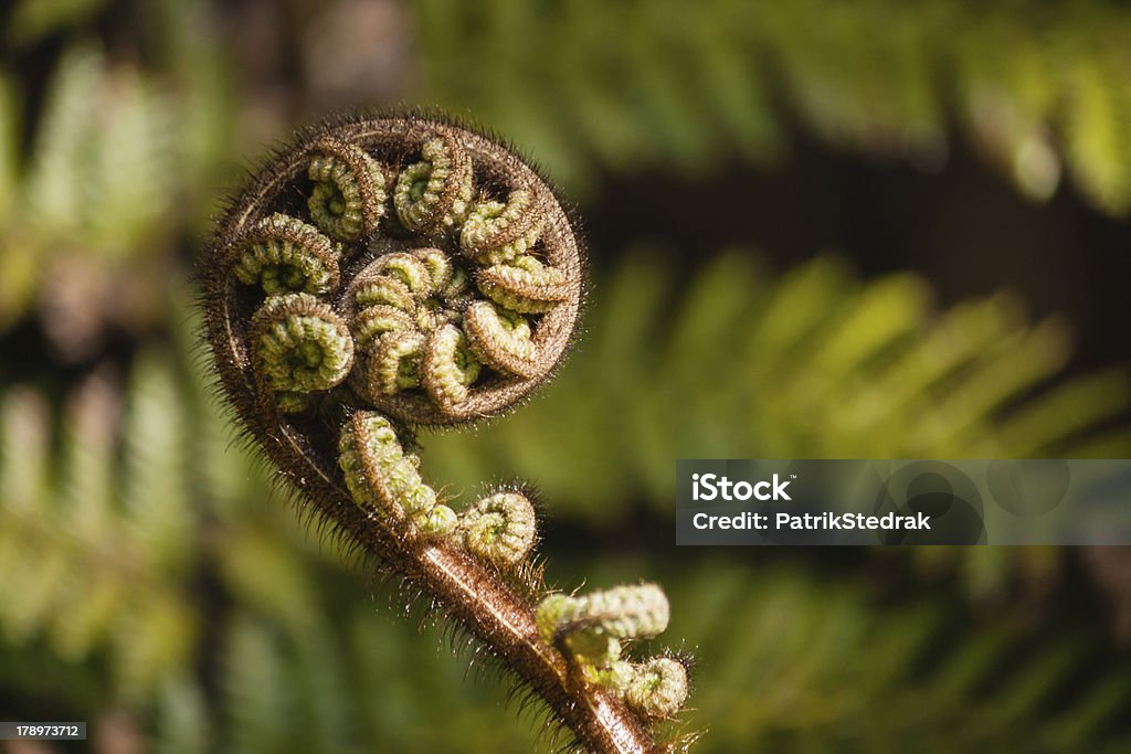 Plano aproximado de Samambaia Fronde - Royalty-free Koru Foto de stock