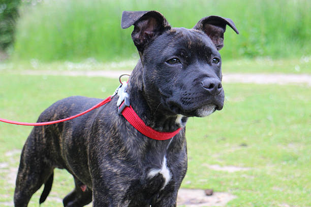 istock Staffordshire Bull Terrier 178973748