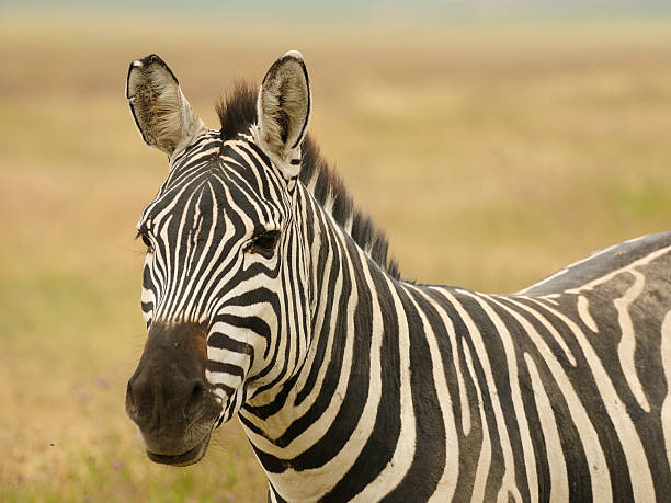 istock Wildlife in Africa 178973791