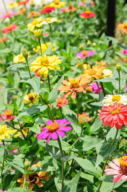istock Zinnia flower garden, angustifolia. 178974284