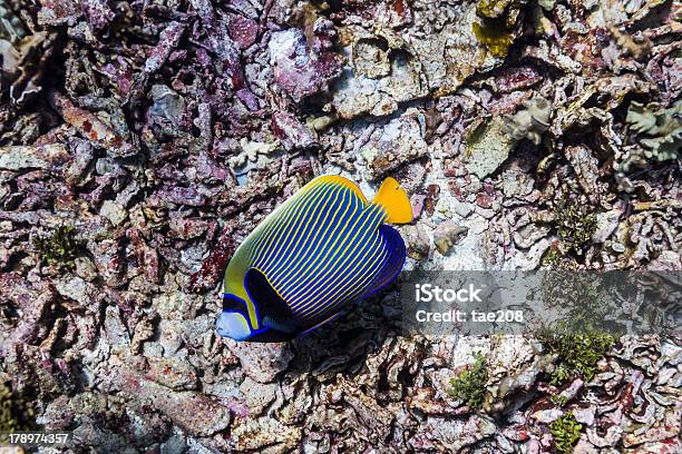 Foto de Peixeanjorei e mais fotos de stock de Amarelo - Amarelo, Animal, Anjo-do-mar