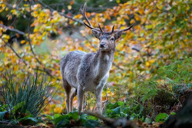 istock Young Male Deer in the Forest 1789747620