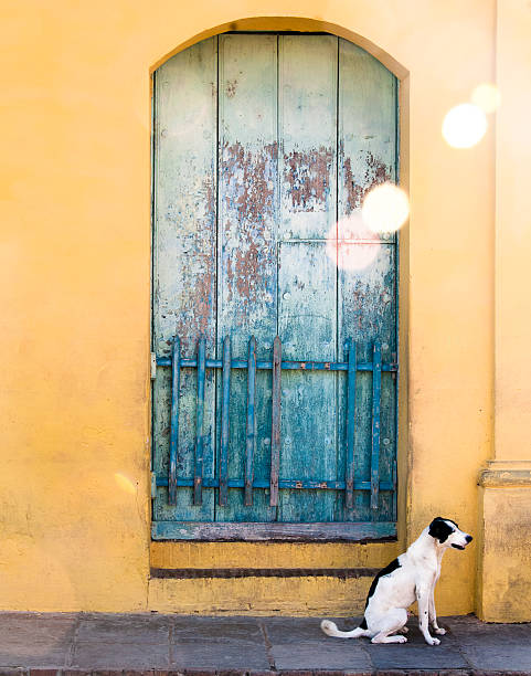 Cachorro branco, esperando na rua em Trinidad, Cuba. - foto de acervo