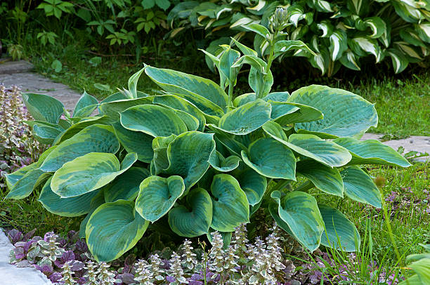 istock hosta with blue and yellow leaves 178975647
