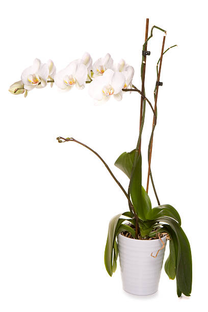 istock White orchid plant cut out 178975756