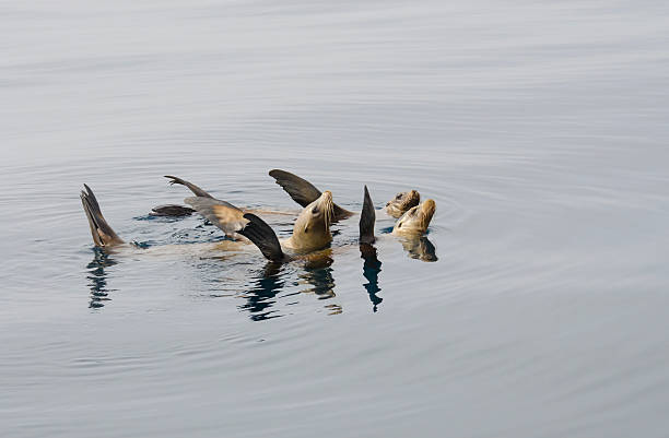 Group of seals in the ocean stock photo