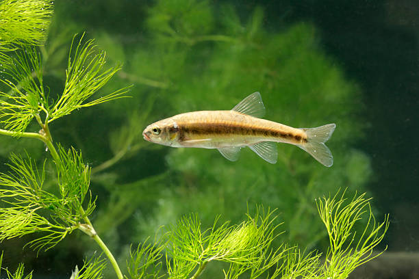Minnow, Phoxinus Minnow, Phoxinus Phoxinus, single fish in water, Midlands, September 2010 minnow fish photos stock pictures, royalty-free photos & images