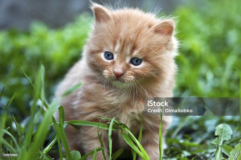 beautiful ginger kitten beautiful ginger kitten on green grass Animal Stock Photo