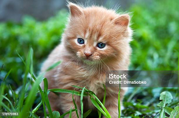 Beautiful Ginger Kitten Stock Photo - Download Image Now - Animal, Animal Body Part, Animal Whisker