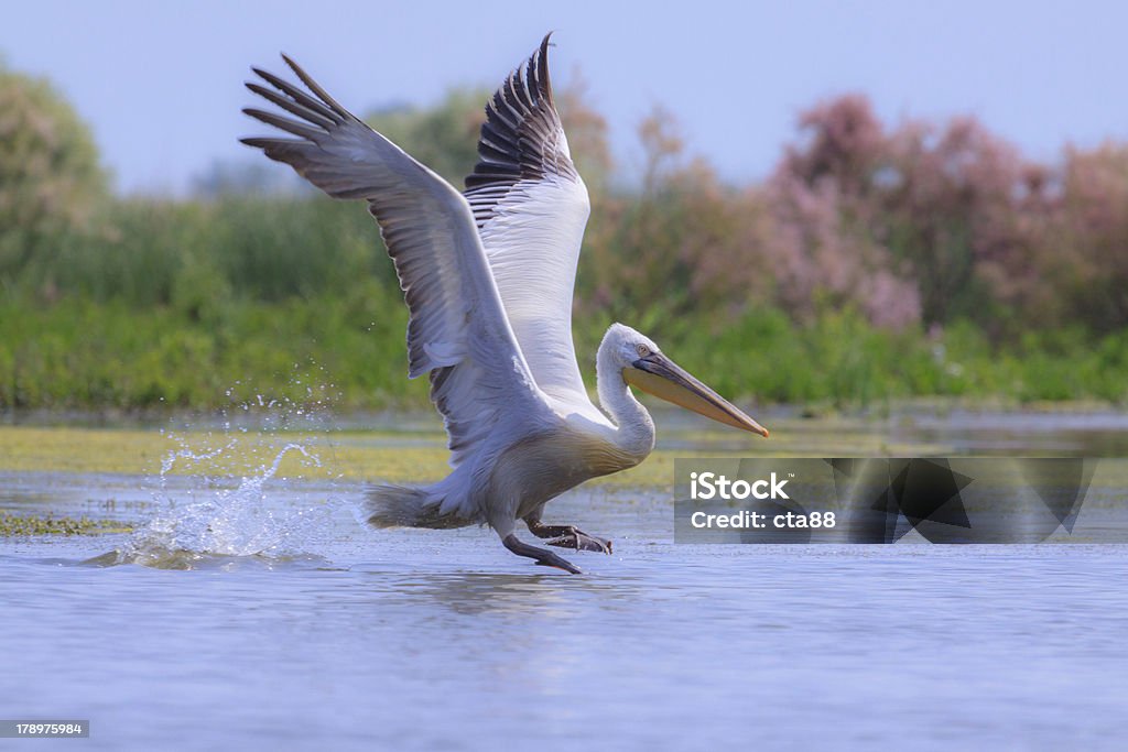 Большая белая Пеликан - Стоковые фото Белый роялти-фри