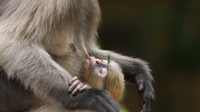 Dusky Leaf Monkey breast-feeding