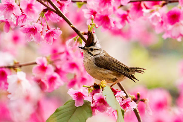 istock Taiwan Yuhina with pink flowers 178976170
