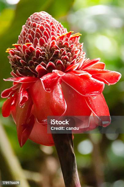 Rosso Eliconia - Fotografie stock e altre immagini di Acqua - Acqua, Albero, Albero tropicale