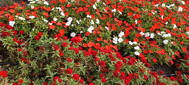 Decorative flowering plants in the flowerbed