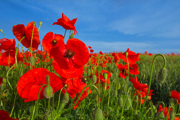 istock red poppies on a blue sky background 178976879