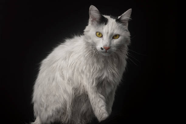 istock White cat in studio photo with black background 1789769126