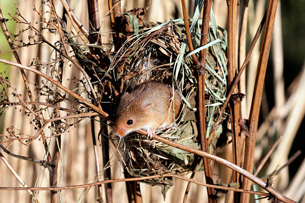 Harvest mouse, Micromys minutus Harvest mouse, Micromys minutus, single mouse at a nest in reeds, captive, january 2010 prehensile tail stock pictures, royalty-free photos & images