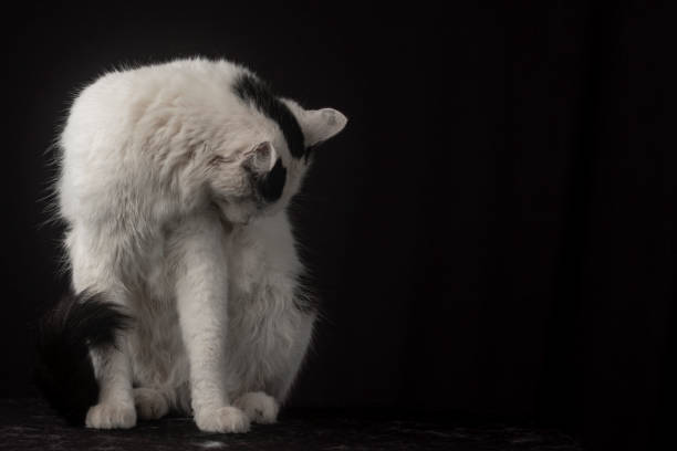 istock White cat in studio photo with black background 1789770212
