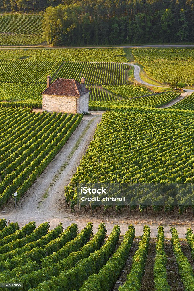 Vigneti a Gevrey chambertin Borgogna Francia - Foto stock royalty-free di Francia