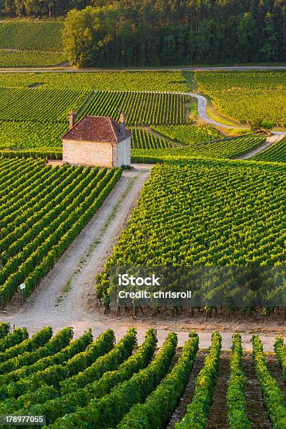 Vigneti A Gevrey Chambertin Borgogna Francia - Fotografie stock e altre immagini di Francia - Francia, Agricoltore, Agricoltura