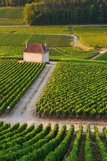 Vineyards in Gevrey chambertin burgundy France stock photo