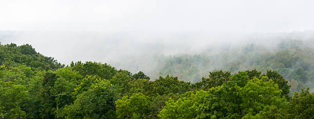 Green forest and mist stock photo