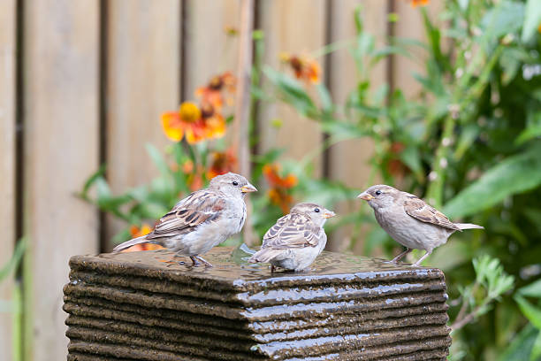 A house sparrow drinks tap water with a splash.