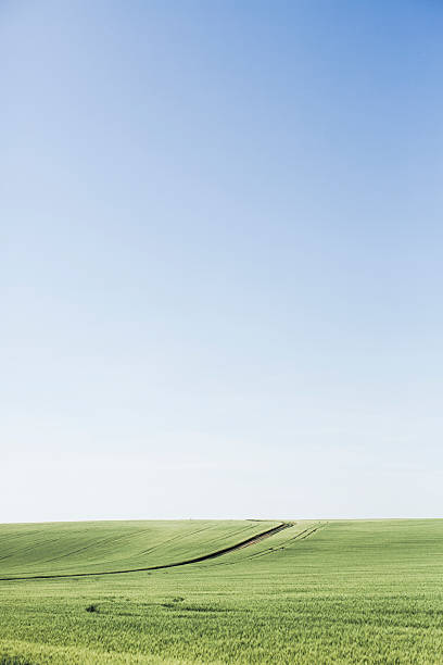 istock Green field in Ukraine 178977323