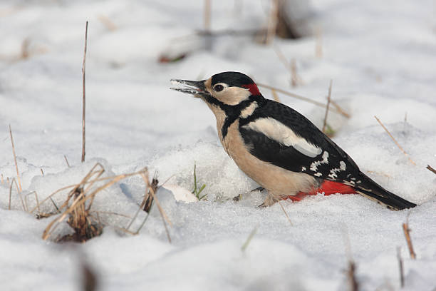 istock Great-spotted woodpecker, Dendrocopos major 178977435