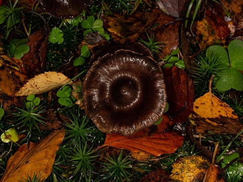 Rain, Wet & Wavy Toadstool Caps.