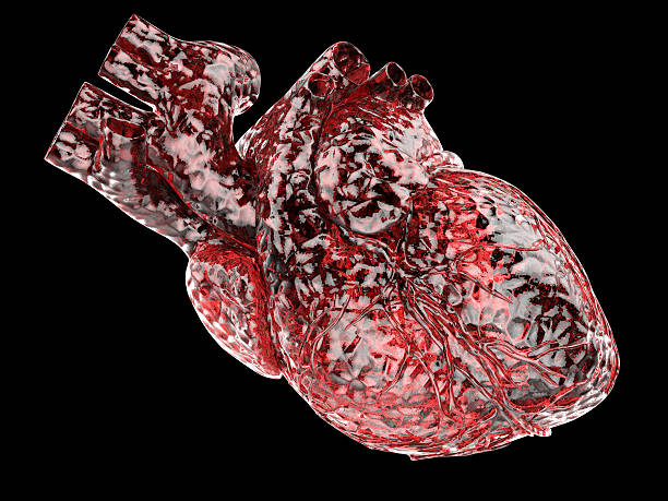 istock Model of artificial human heart 178977552