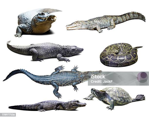 Reptilien Über Weiß Mit Schatten Stockfoto und mehr Bilder von Südlicher Krokodilkaiman - Südlicher Krokodilkaiman, Weißer Hintergrund, Alligator