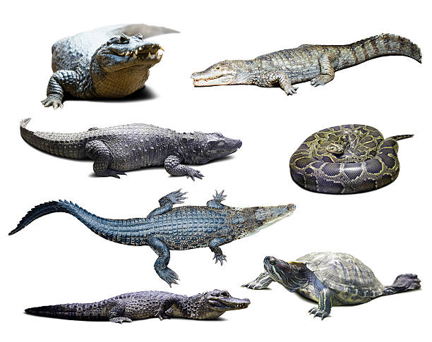 istock reptiles over white  with shade 178977556