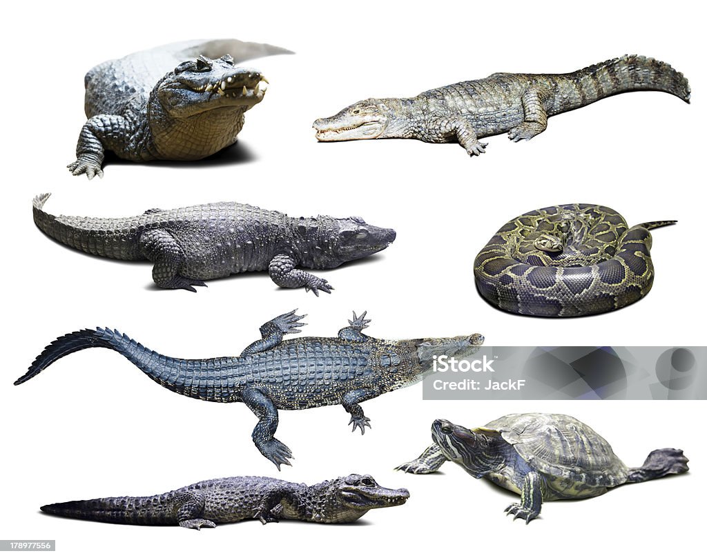 Рептилий на белом фоне с тенью - Стоковые фото Парагвайский кайман роялт�и-фри
